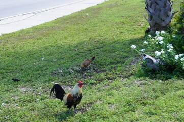 Wild Roosters in Key West, Florida