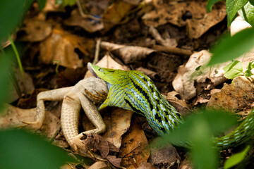 Close up of Snakes and prey in the forest, Snake eating a chameleon