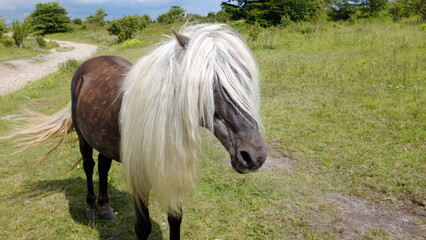 Wild stallion pony named 