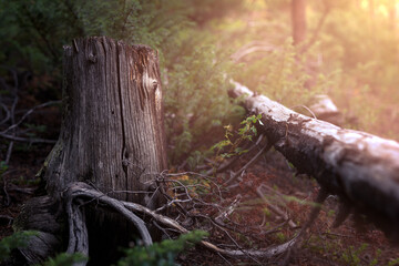 Tree stump and a fallen limb lay on the ground within a forest. A warm glow from the sun shines down into the forest. 