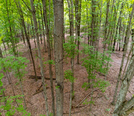 green forest from up high in the canopy looking down at the forest floor