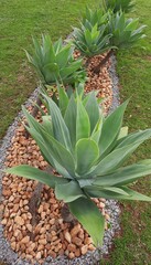 pineapple in a garden