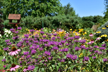 A large collection of summer flowers, daylilies, headworm, phloxes, echinacea in the garden on a summer day.