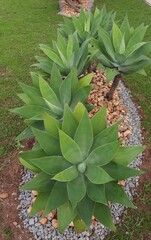 aloe vera plant