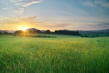 Green meadow on sunset in mountain. Nature landscape.