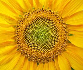 Sunflower patten background texture.