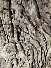 tree bark texture