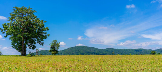 Beautiful green grass fields with white clouds, blue skies, trees and big mountain backgrounds.