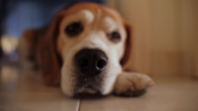 dog beagle resting on floor slow motion