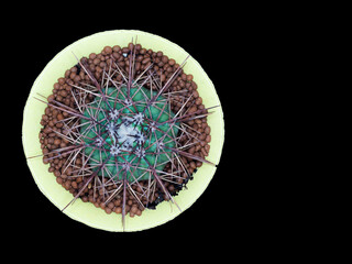 Cactus, which many people like to raise