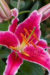close up of a blooming lily flower under the shade with raspberry red petals.