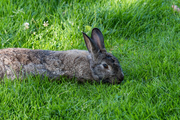 close up of a grey rabbit laying on green grass field eating what it can gets around its mouth