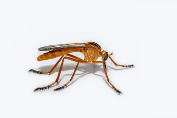 Hanging Thief - Diogmites neoternatus - Robber Fly on White Background