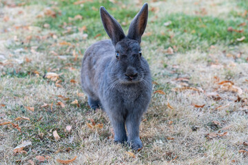 Naklejka na ściany i meble one grey rabbit sitting on dry grass filed facing towards you hoping to get some treats