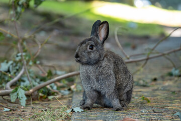 one cute grey chubby bunny sitting in front of a fallen branch under the shade staring at you