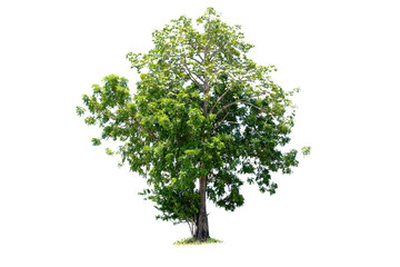 The tree is the most important thing in the world, Oxygen Production, Temperature control, Balance with nature, Beautiful, Cut-tack, Isolated on White Background © jittawit21