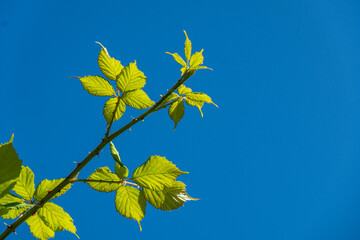 clear blue sky background with a branch filled with green leaves back lit by the sun on a sunny day