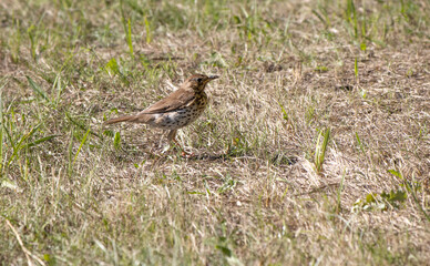 ong thrush stands on a meadow