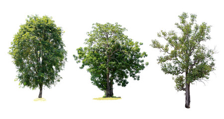 Three trees are the most important thing in the world, Oxygen Production, Temperature control, Balance with nature, Isolated on White Background © jittawit21