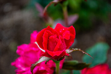 赤いバラ
