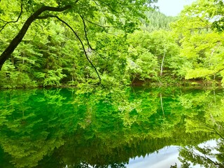 一面の緑