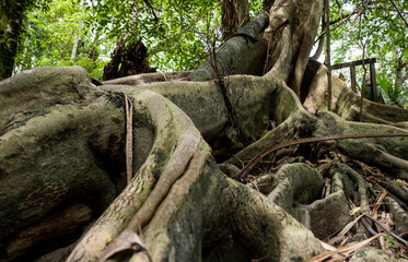Ancient long live of root big tree in the deep forest