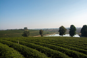 Fototapeta na wymiar Beautiful landscape view of choui fong tea plantation at Chiang Rai, Thailand