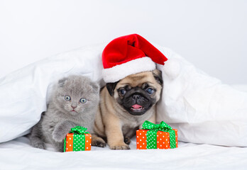 A gray fluffy kitten and a pug puppy in a santa hat are sitting under a white blanket at home on the bed next to bright gifts