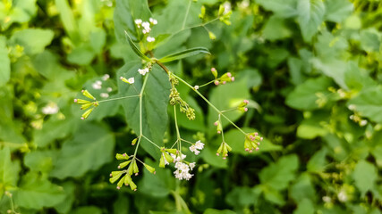 Blossom wild grass flowers in forest
