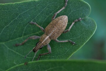 Macro photography of an insect sitting on a leaf