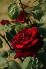 Dark Red Flower of Rose 'Papa Meilland' in Full Bloom
