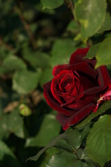 Dark Red Flower of Rose 'Papa Meilland' in Full Bloom
