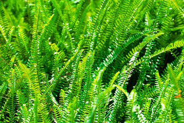 Background of fresh green fern leaves