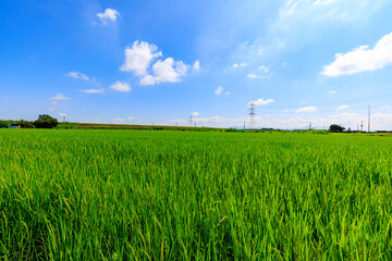 梅雨明けの水田