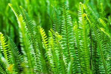 Background of fresh green fern leaves
