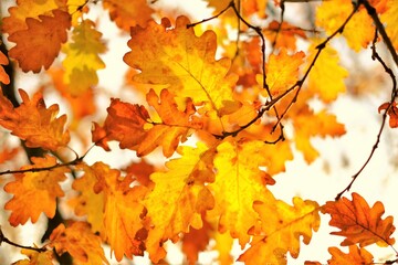 Golden autumn. Oak autumn  yellow and brown leaves on blurred branches background.Autumn Nature Wallpaper.Fall season.Autumn time. 