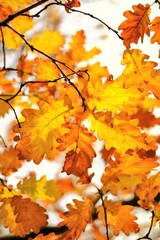 Fototapeta na wymiar Golden autumn. Oak autumn bright yellow and brown leaves on branches background.Autumn Nature Wallpaper.Fall season.Autumn time. 