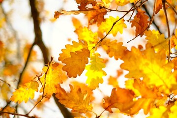 Fototapeta na wymiar Golden autumn. Oak autumn bright yellow and brown leaves on blurred branches background.Autumn Nature Wallpaper.Fall season.
