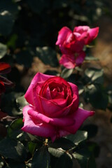 Pink Flower of Rose 'Parole' in Full Bloom
