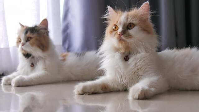 Close-up shot persian cat squatting and blink the eyes, selective focus shallow depth of field