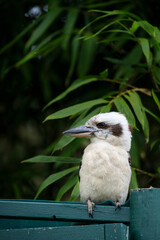 Front of an Australian Laughing Kookaburra (Dacelo novaeguineae) perched on a garden structure looking sideways showing beak profile on a background of bamboo