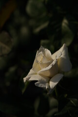 Fototapeta na wymiar Whit Flower of Rose 'Pascali' in Full Bloom 