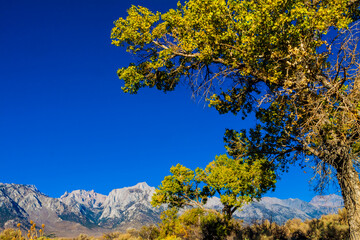 Cottonwood Trees and Lone Pine Peak in the Sierra Nevada Range , Alabama Hills National Recreation Area, California, USA