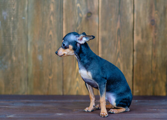 Toy terrier puppy on dark wooden background