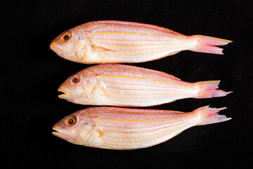 Chilled sea red shirt