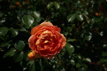 Fototapeta premium Apricot Flower of Rose 'Pat Austin' in Full Bloom 