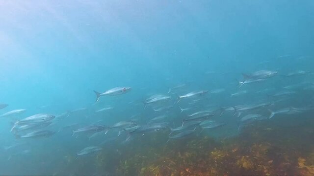Slow-motion video of a school of salmons, Sydney Australia