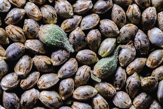 Medical cannabis seeds background in macro. two unpeeled green seeds. High contrast. Top view.