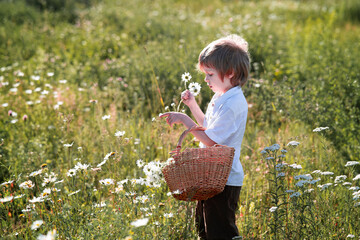 A boy with a basket in a white shirt collects wildflowers. Blooming field. A young boy walks through a field. Summer rural landscape