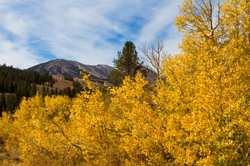 Golden Apen Trees on the Shoreline of Big Virginia Lake, Toiyabe National Forest, Near Bridgport, California, USA